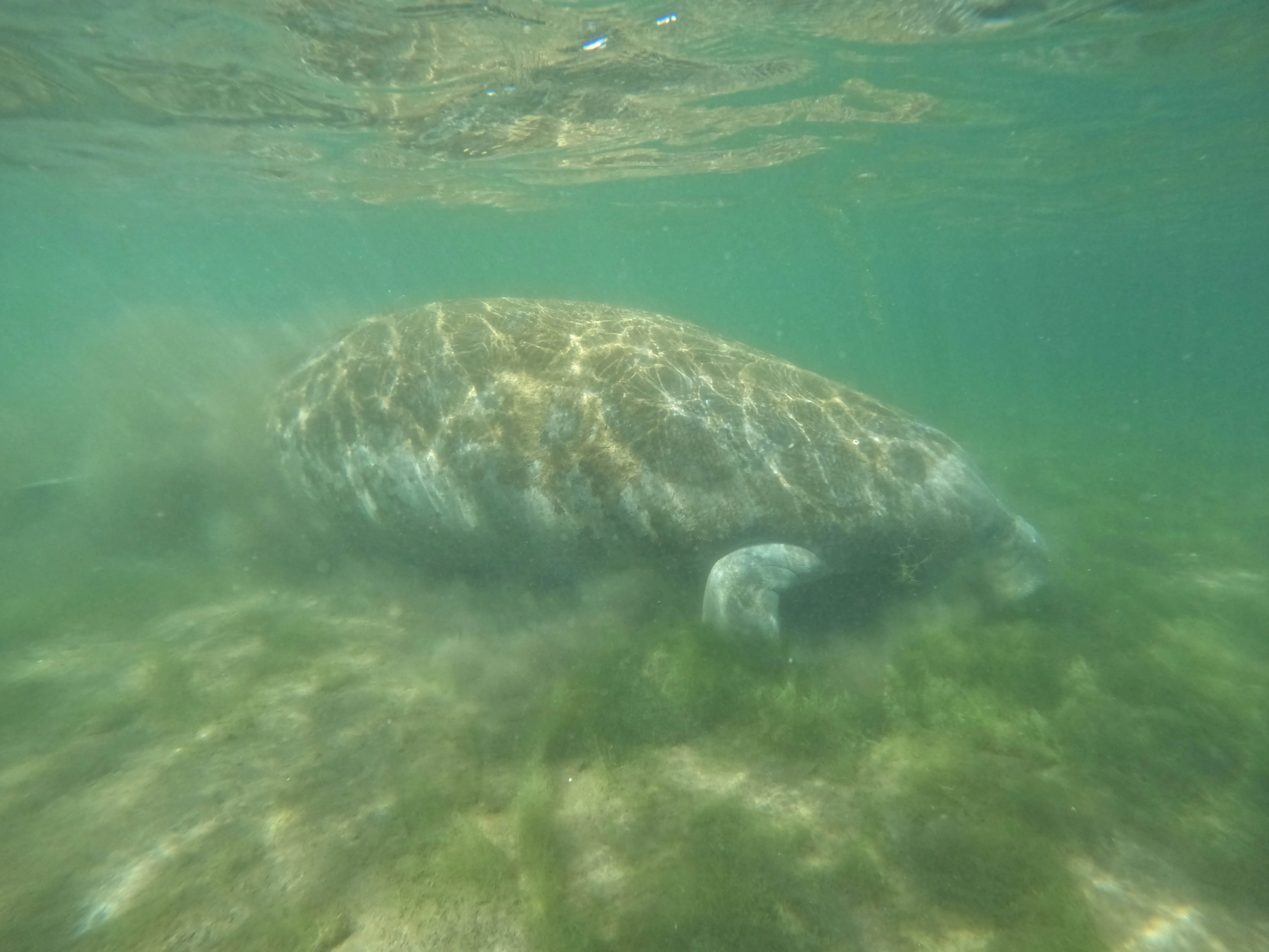 Manatee Snorkeling Tour