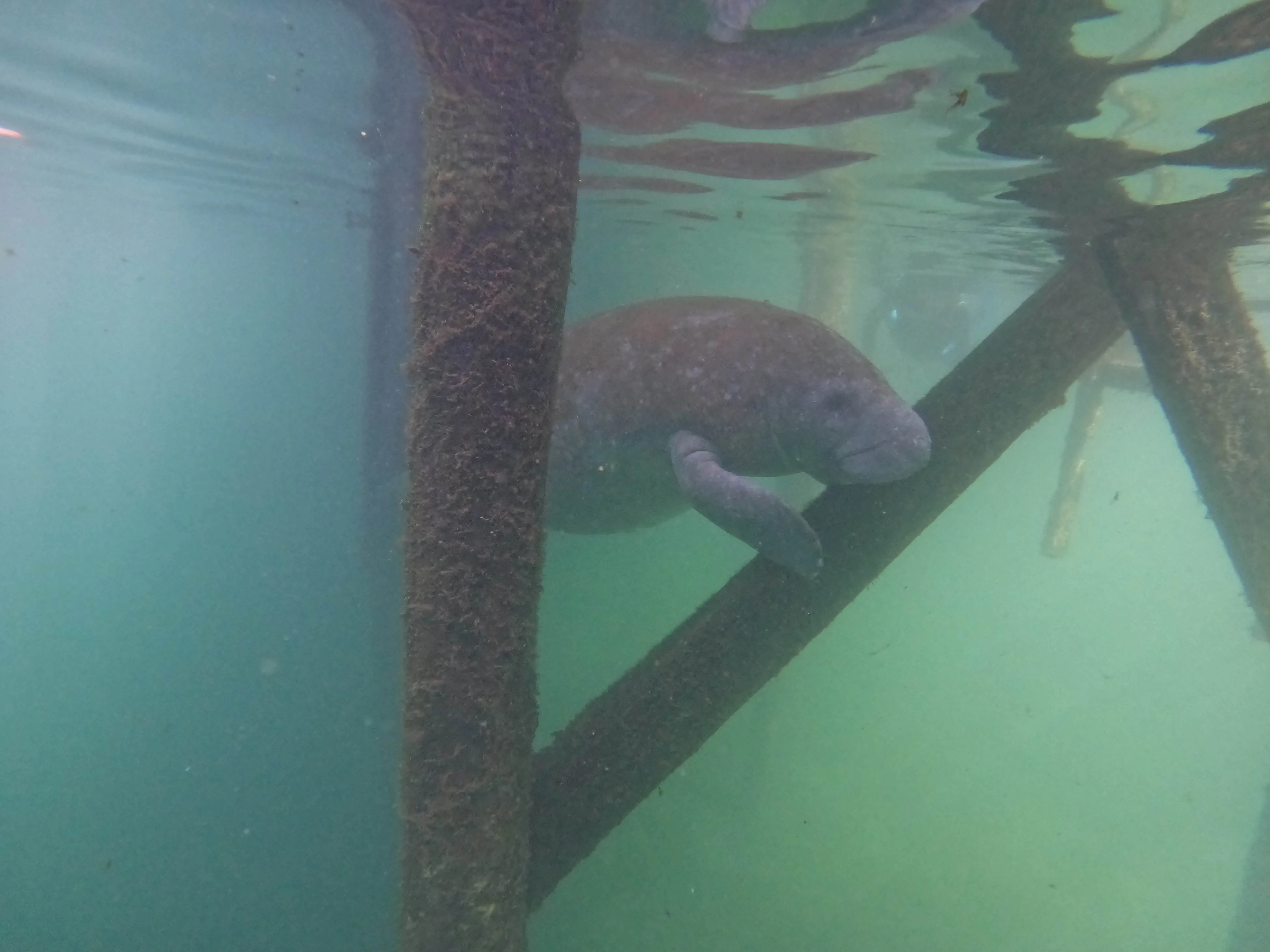 Manatee Snorkeling Tour