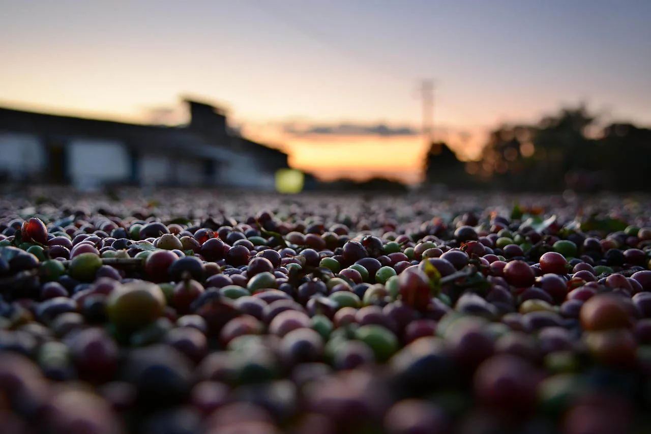 Greenwell Farms Guided Coffee Farm Tour