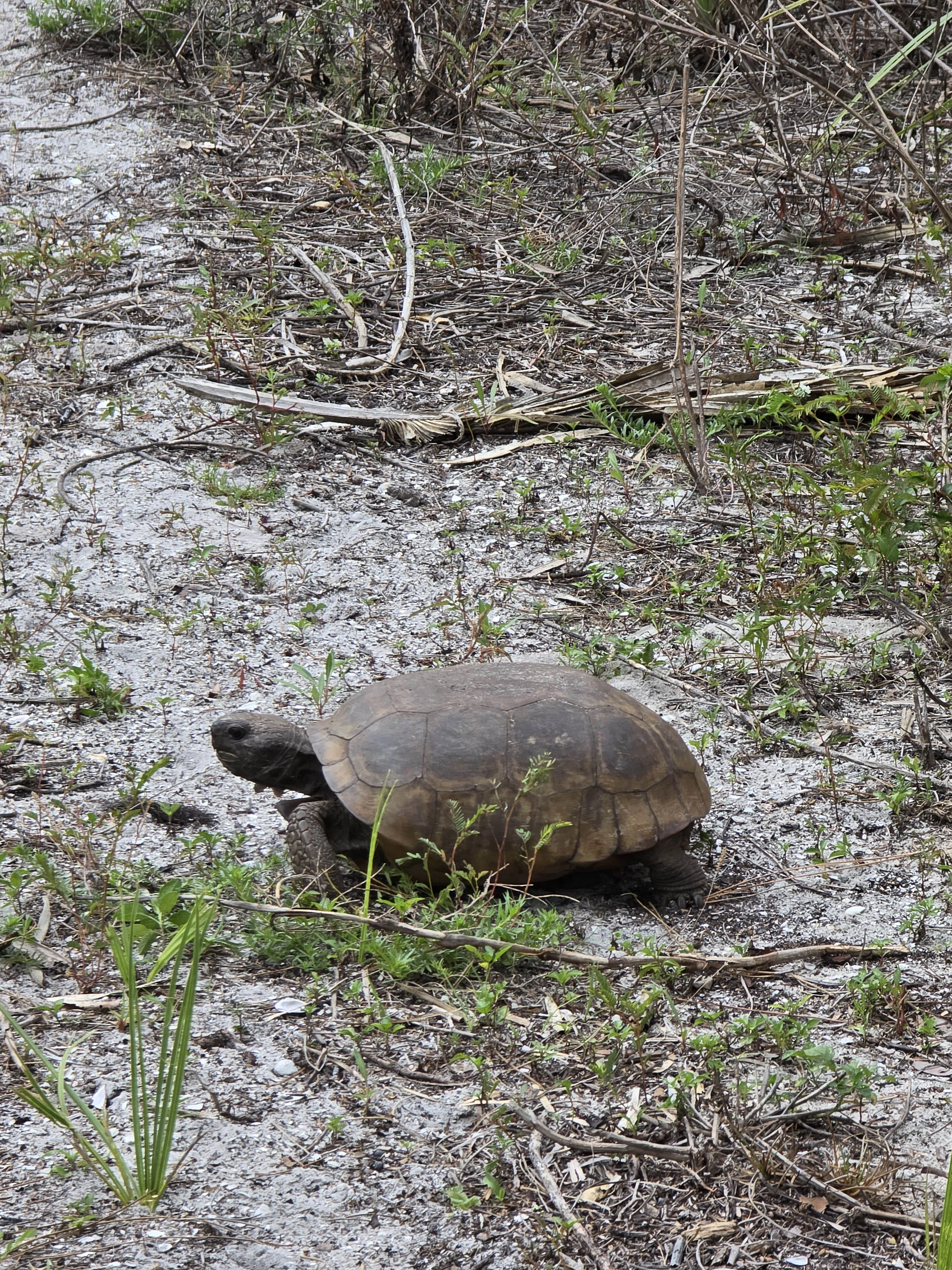 birds in honeymoon island state park
