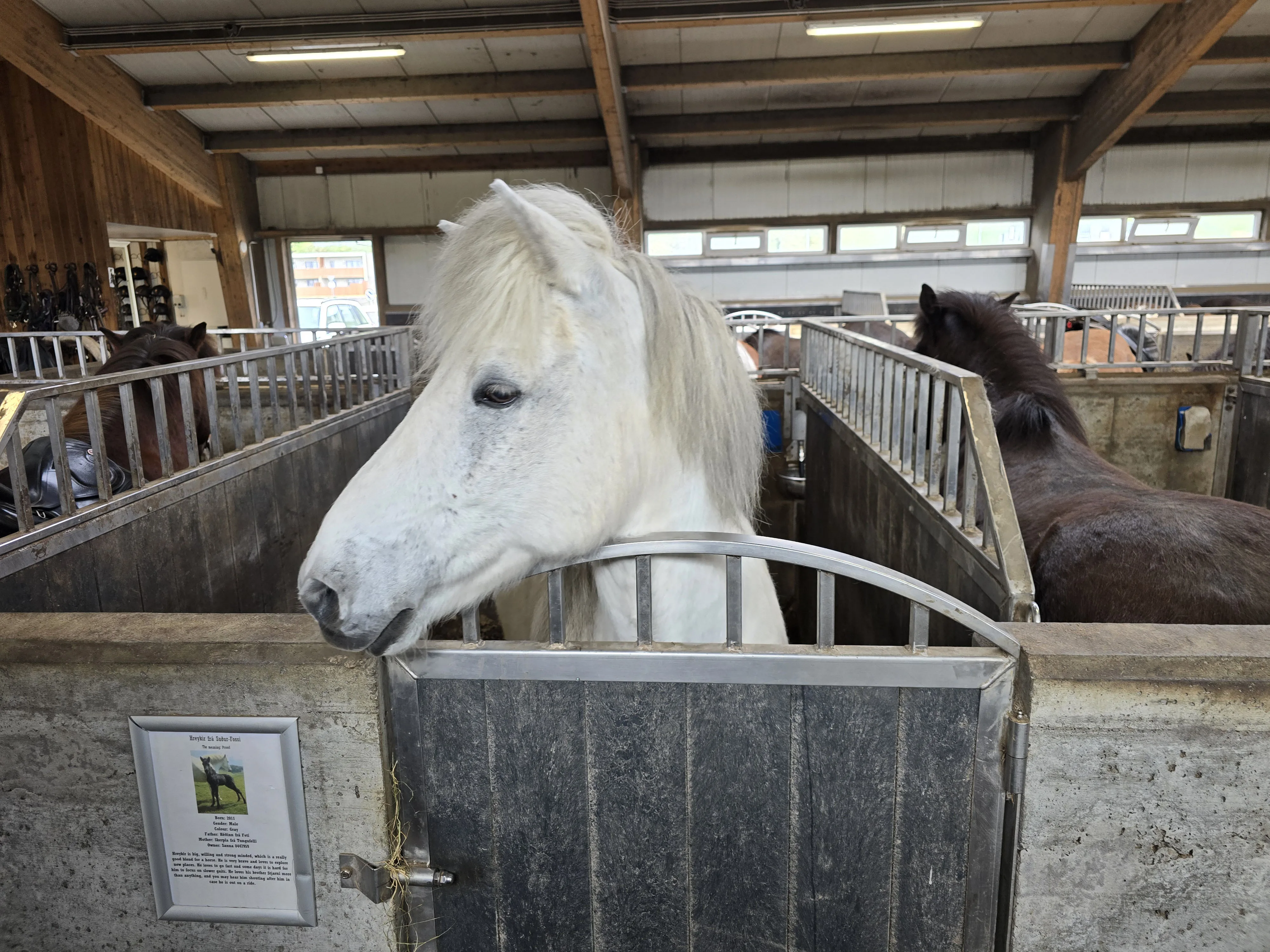 Icelandic Horse