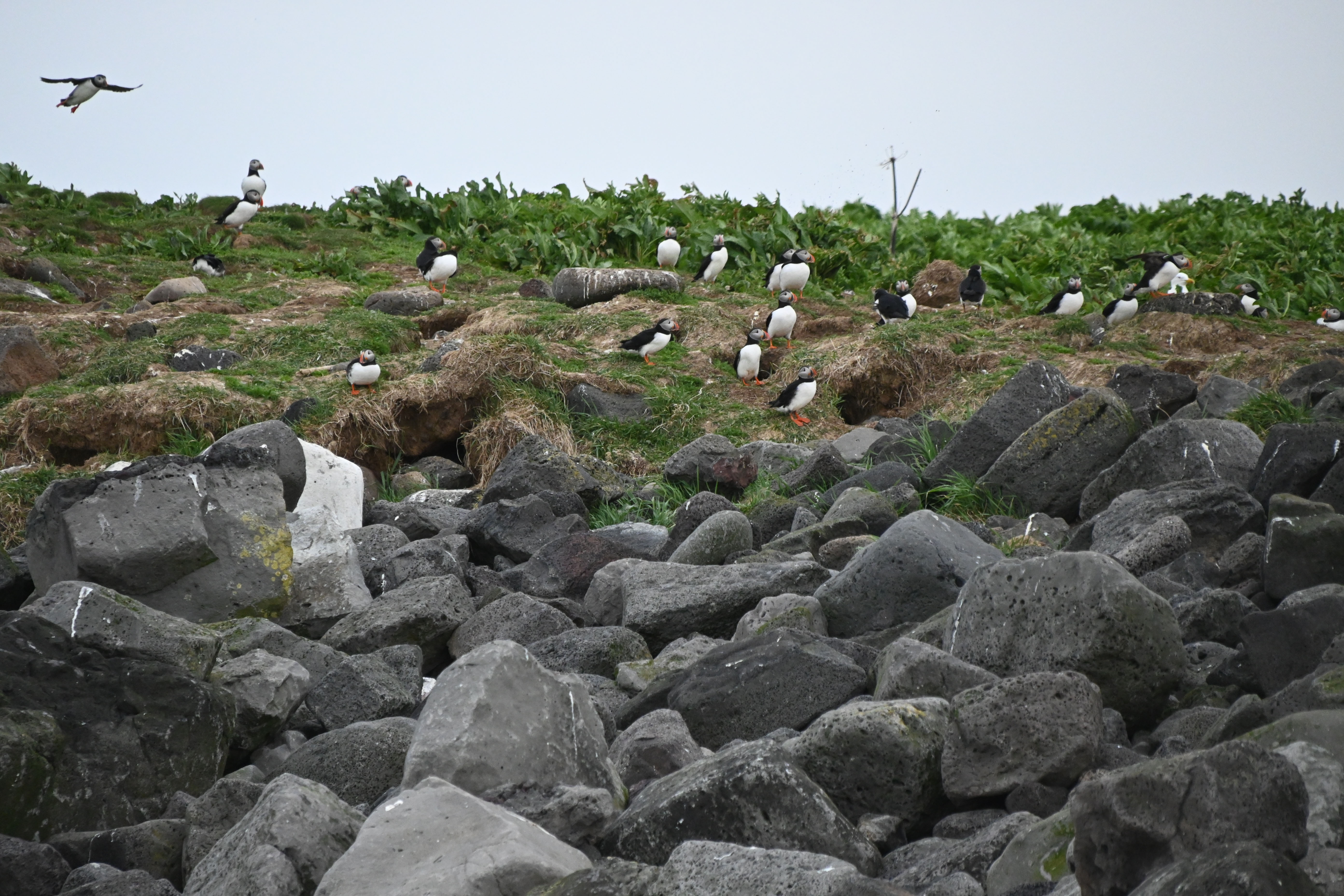 Reykjavik Puffin Tour