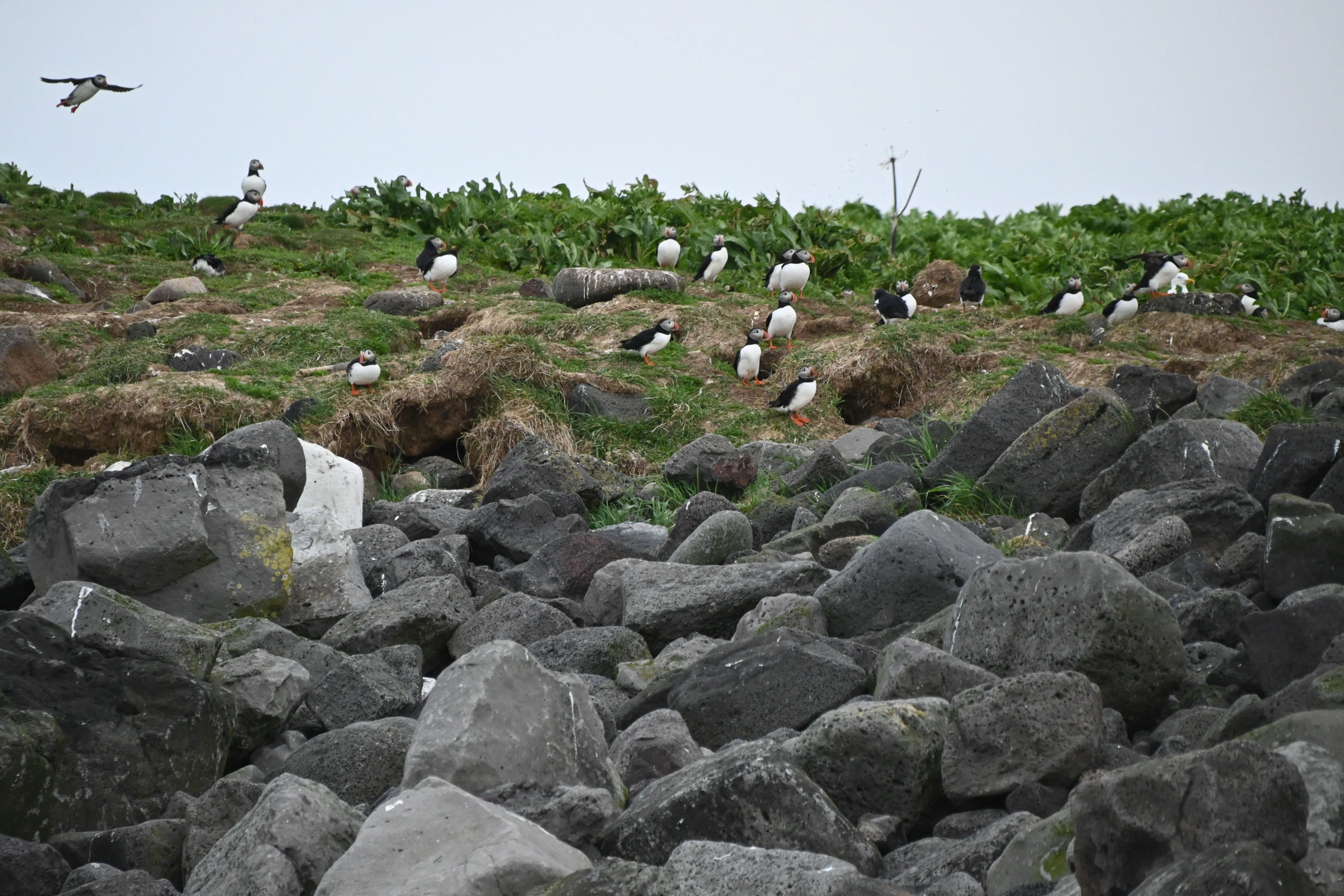 Reykjavik Puffin Tour