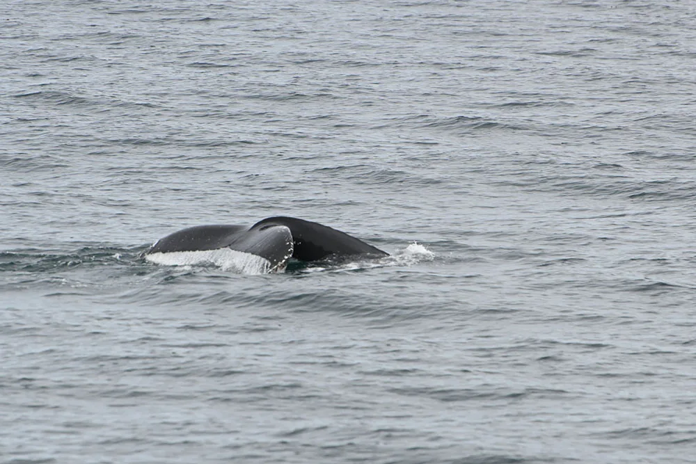 Reykjavik Classic Whale Watching Tour