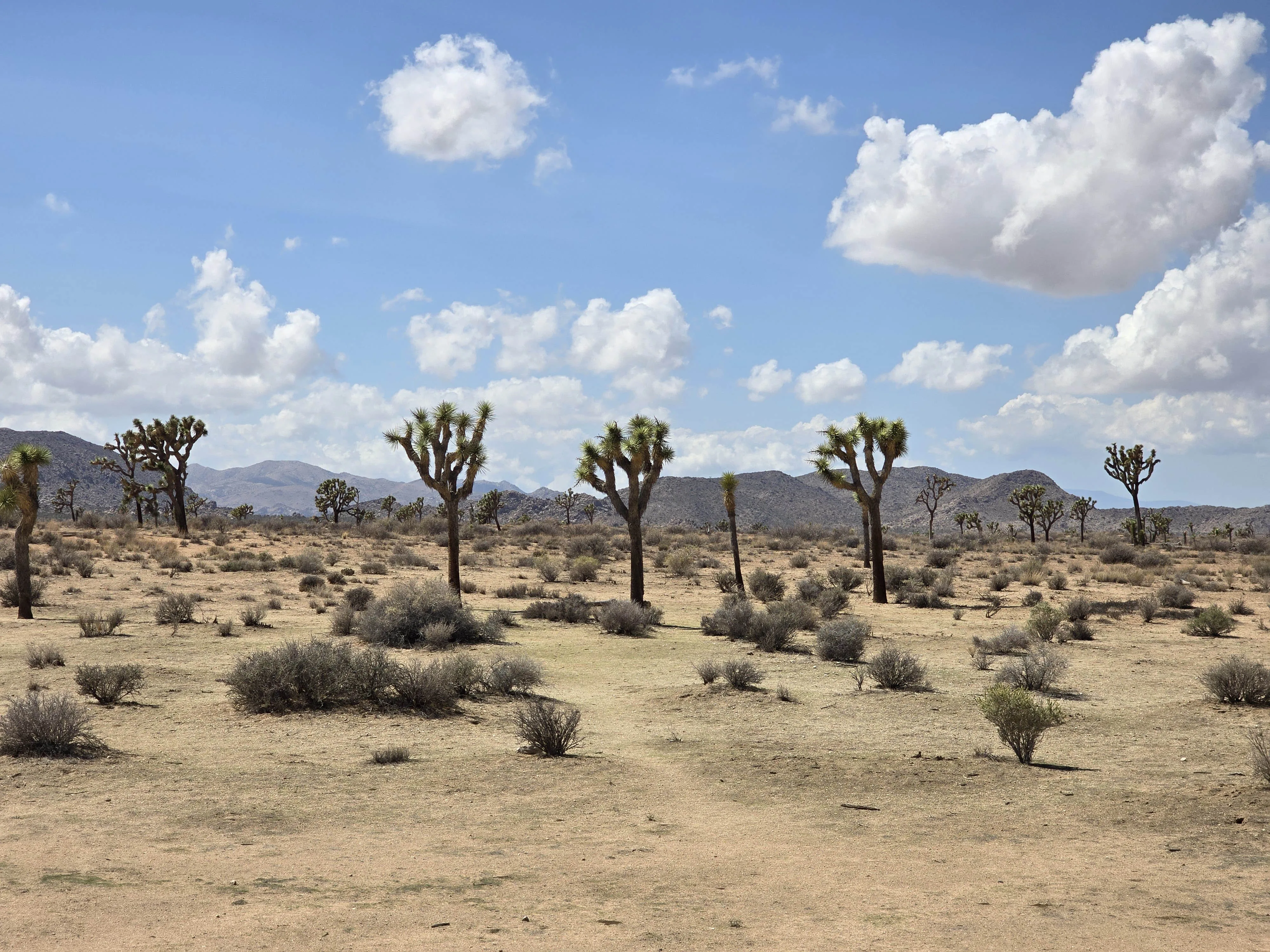 Joshua Tree National Park