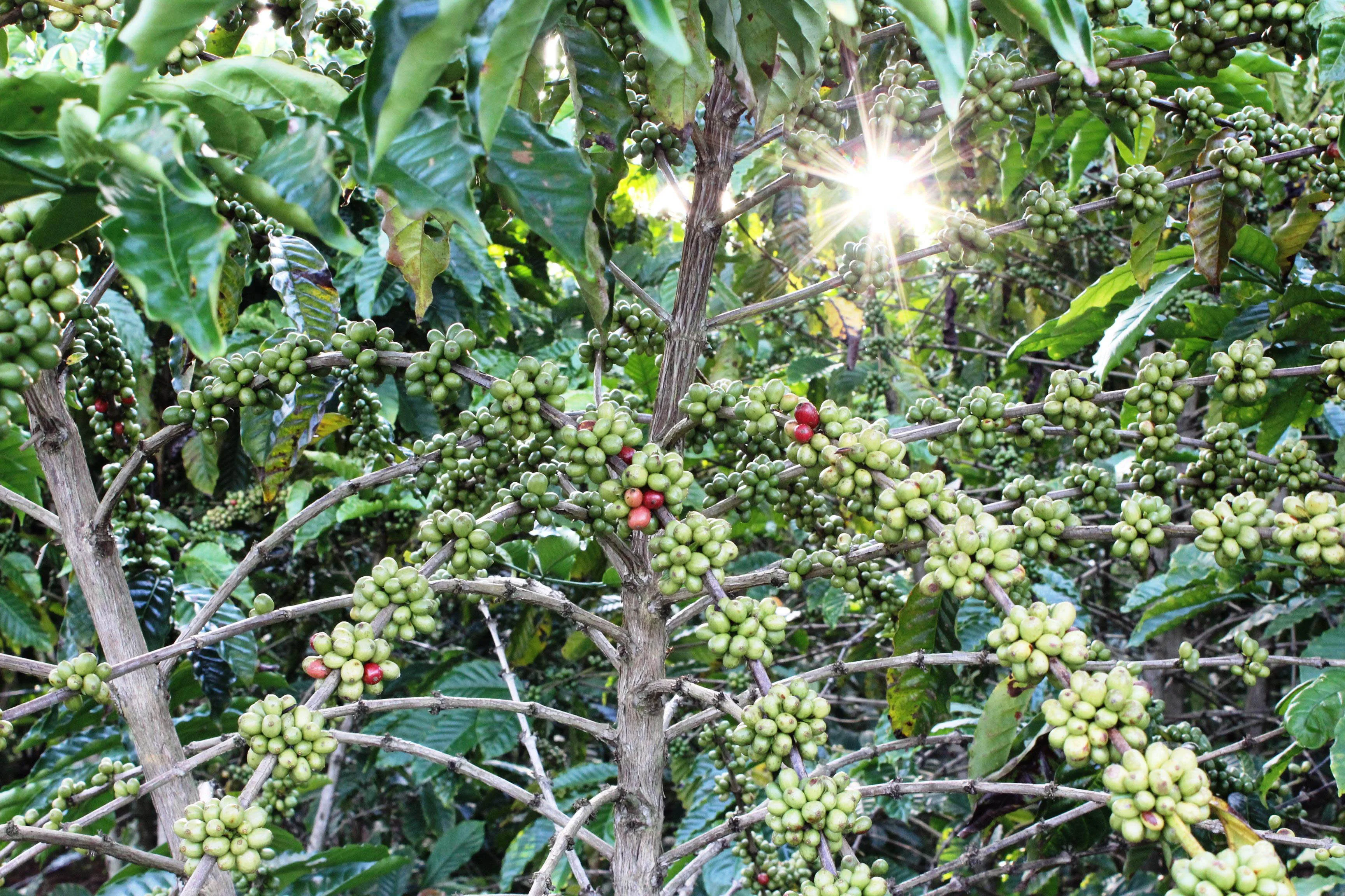 Kauai Coffee Company