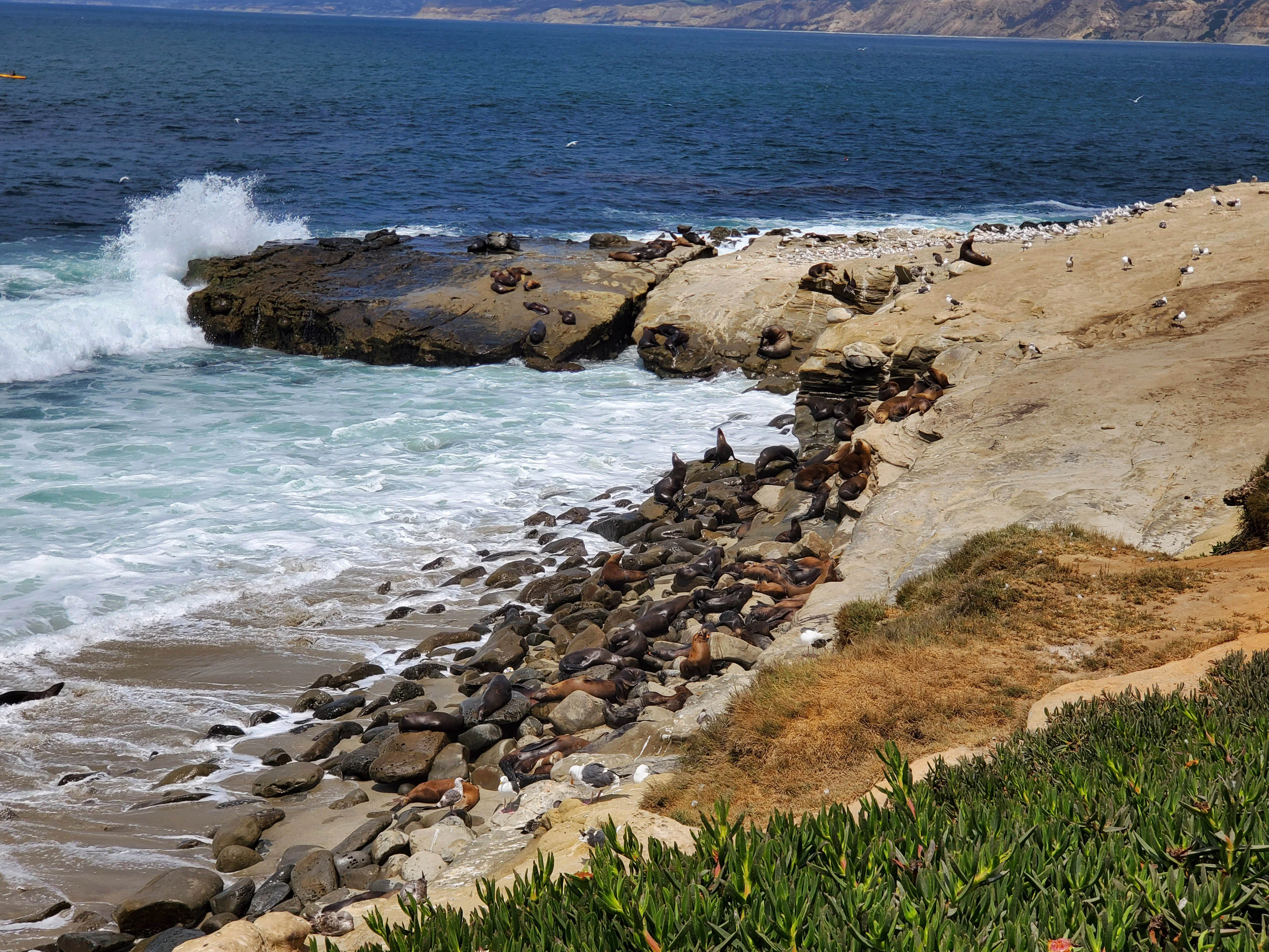 La Jolla Cove