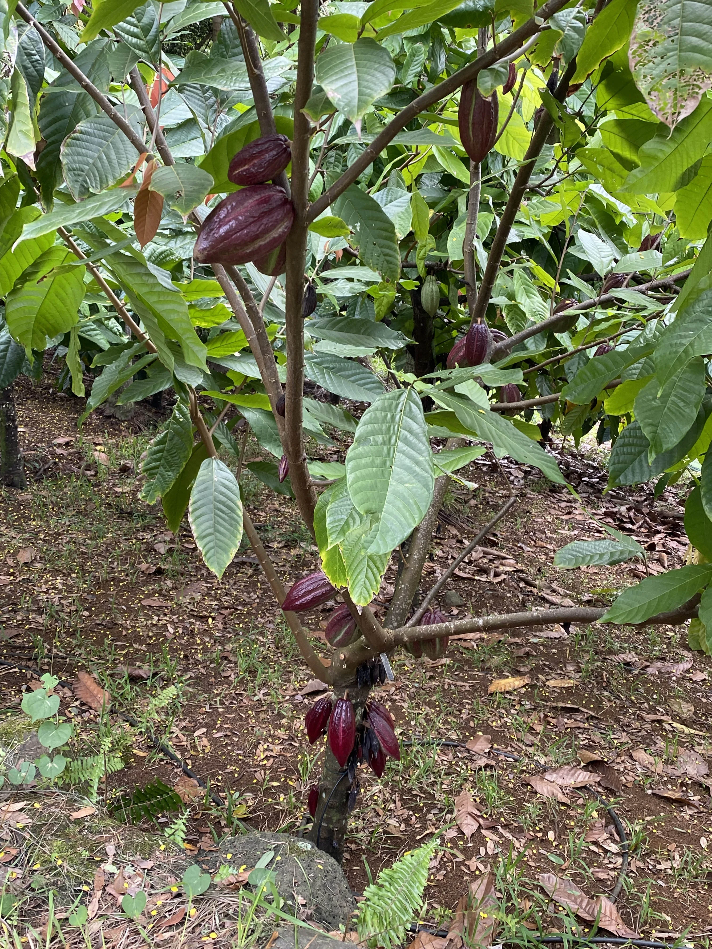 Lydgate Farms Chocolate Farm Tour