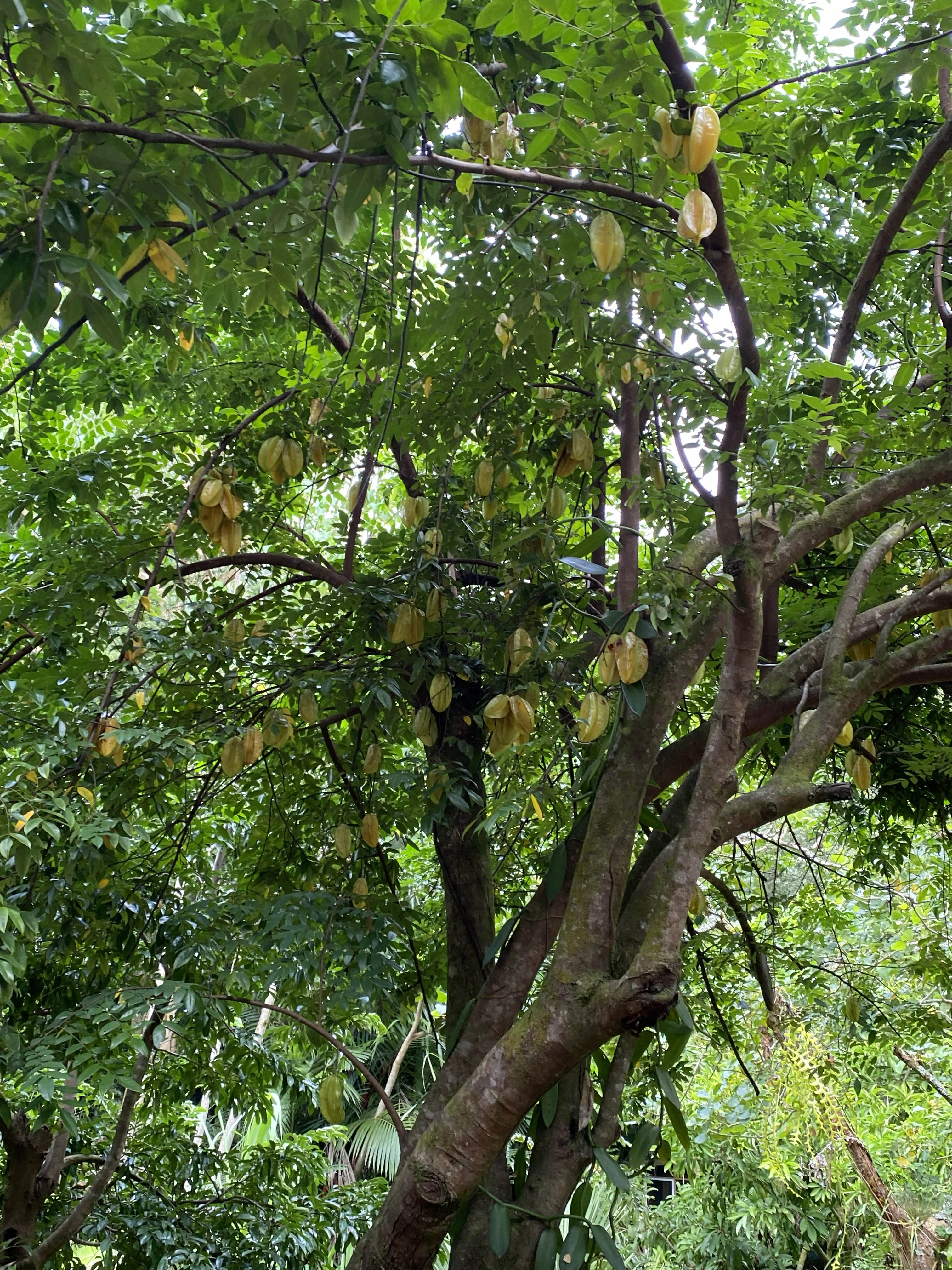 Lydgate Farms Chocolate Farm Tour