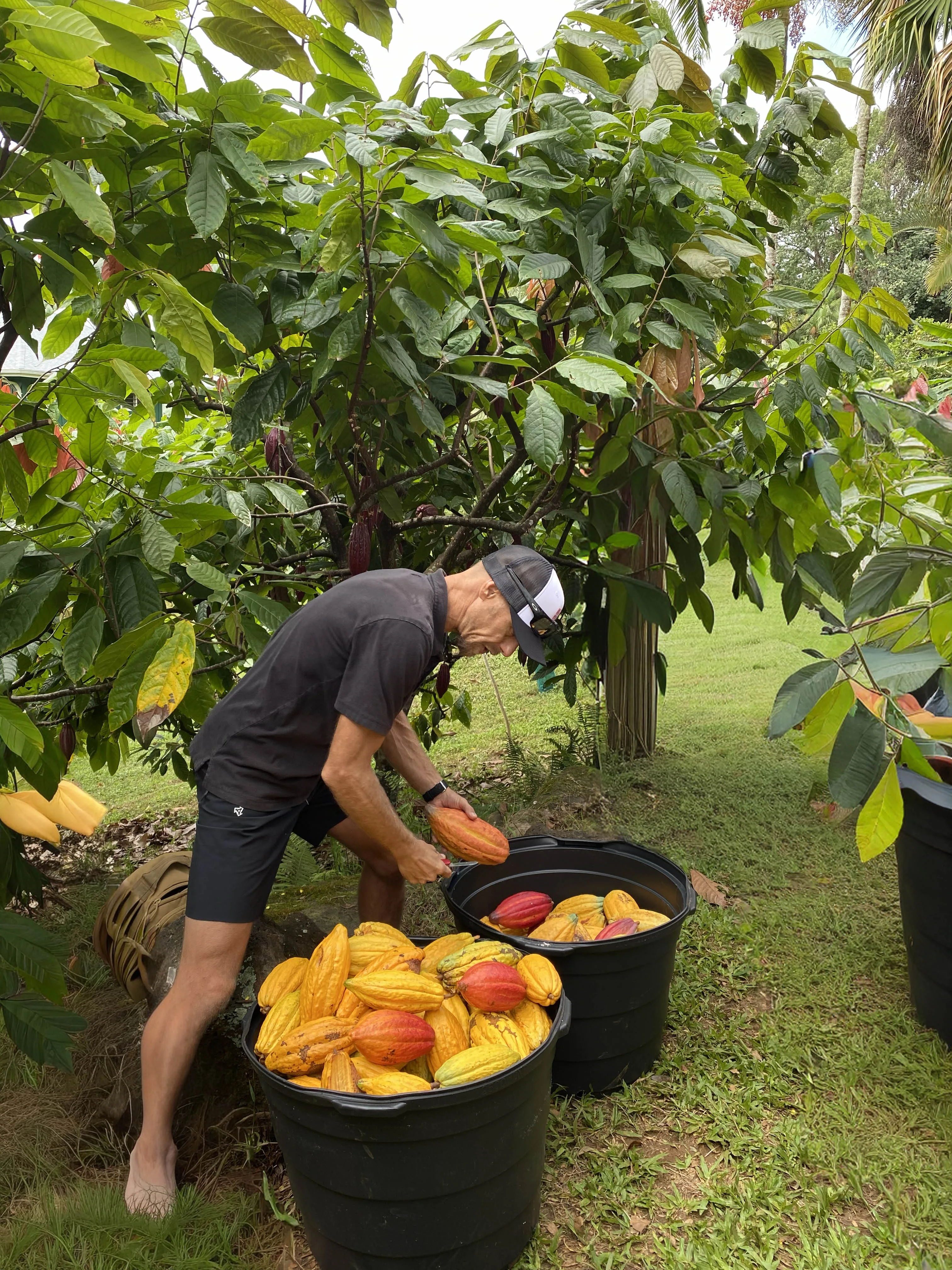 Lydgate Farms Chocolate Farm Tour