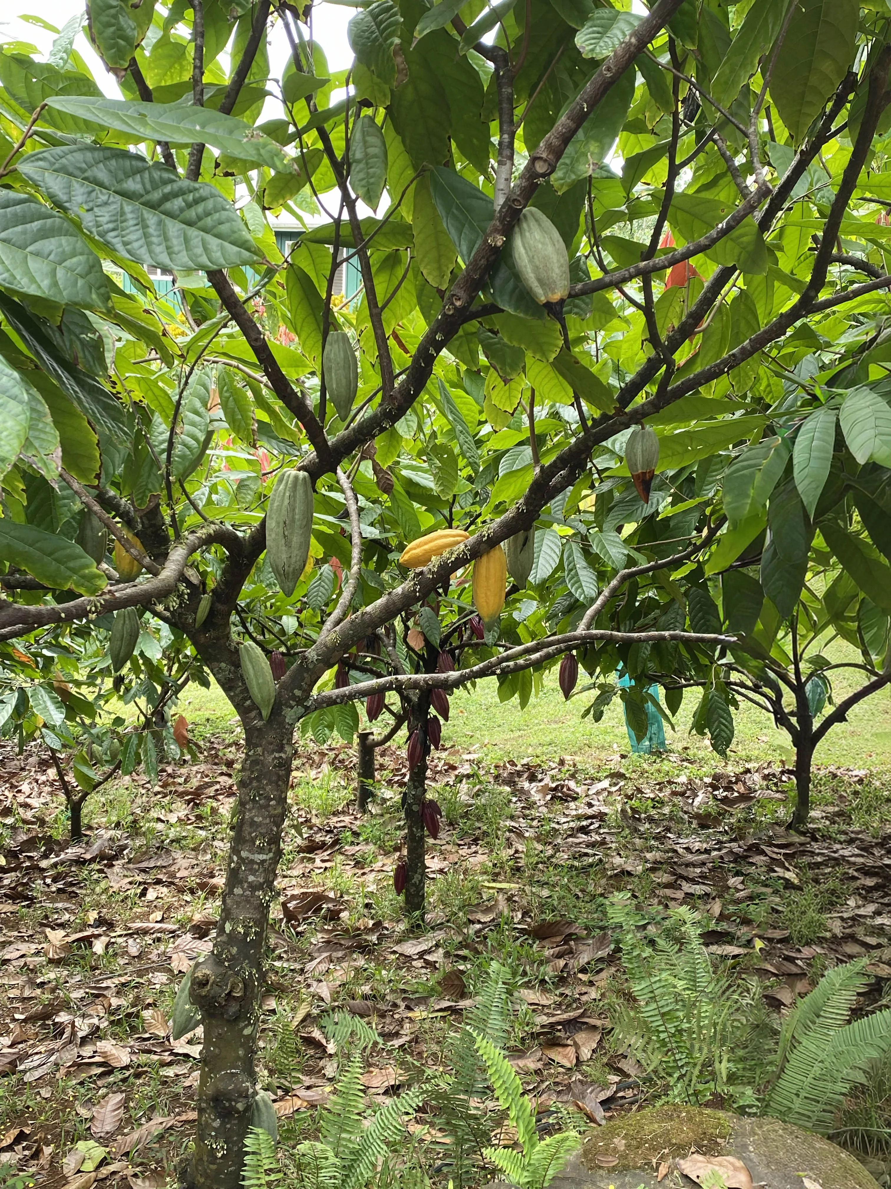 Lydgate Farms Chocolate Farm Tour