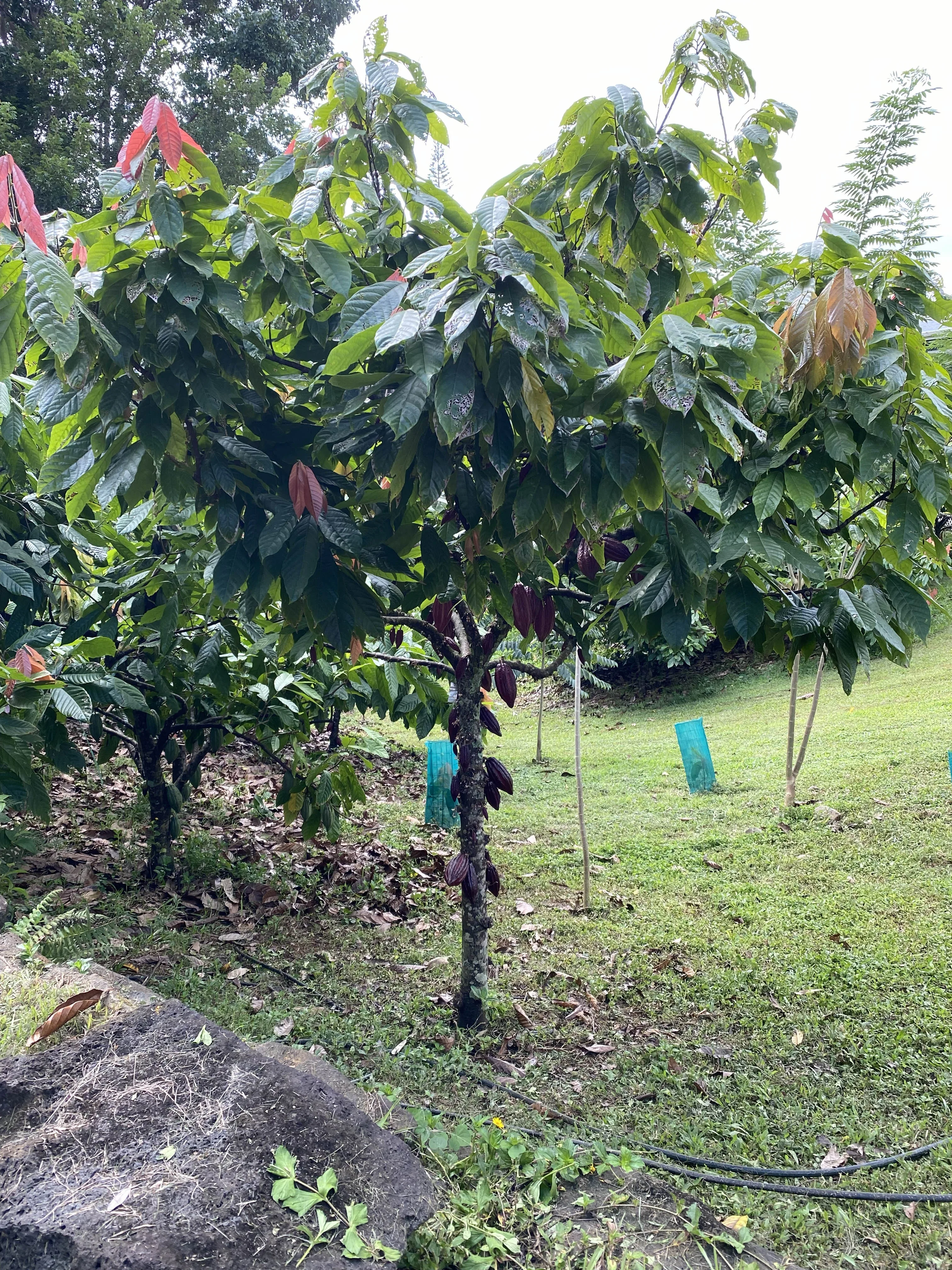 Lydgate Farms Chocolate Farm Tour
