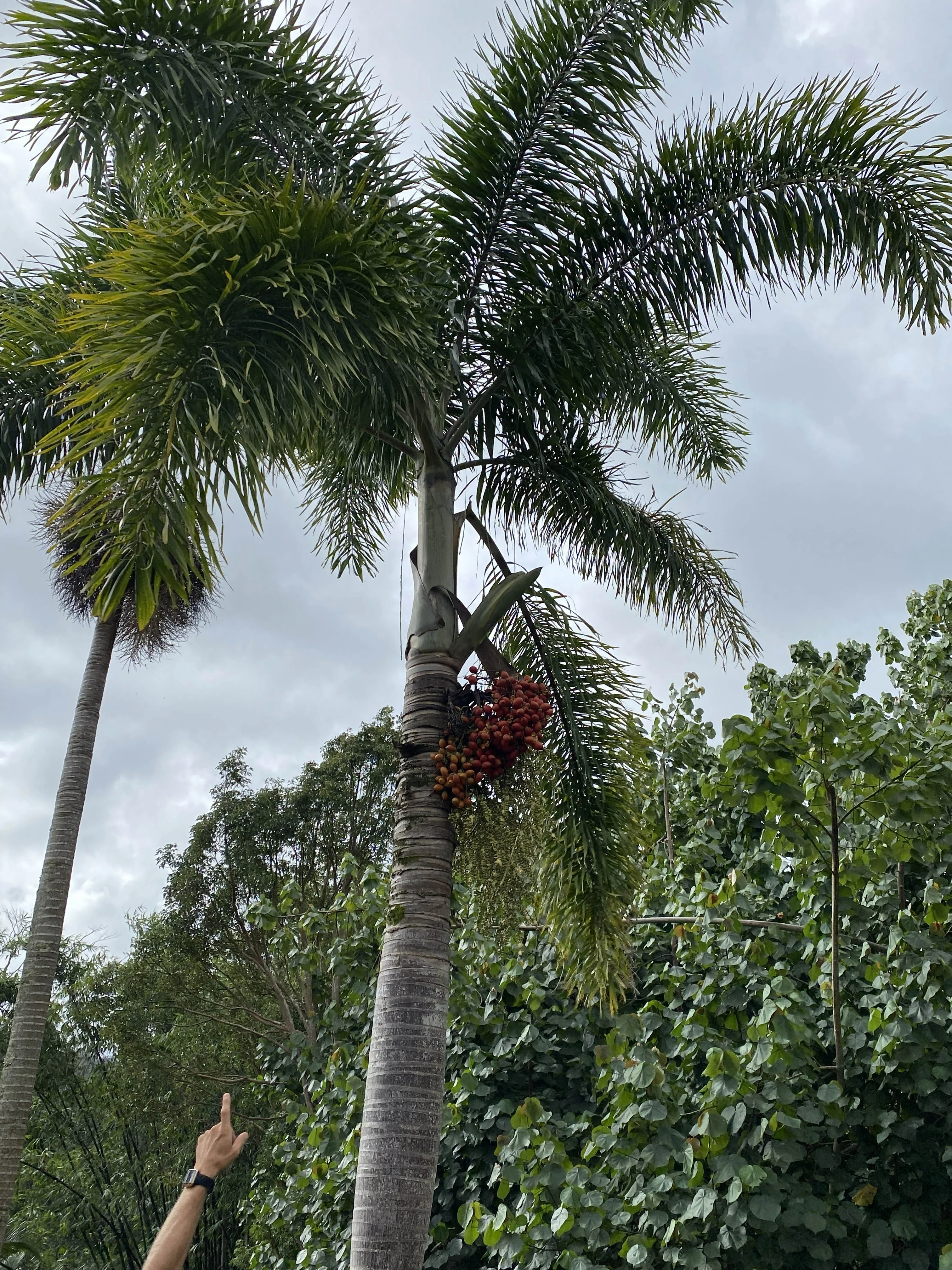 Lydgate Farms Chocolate Farm Tour