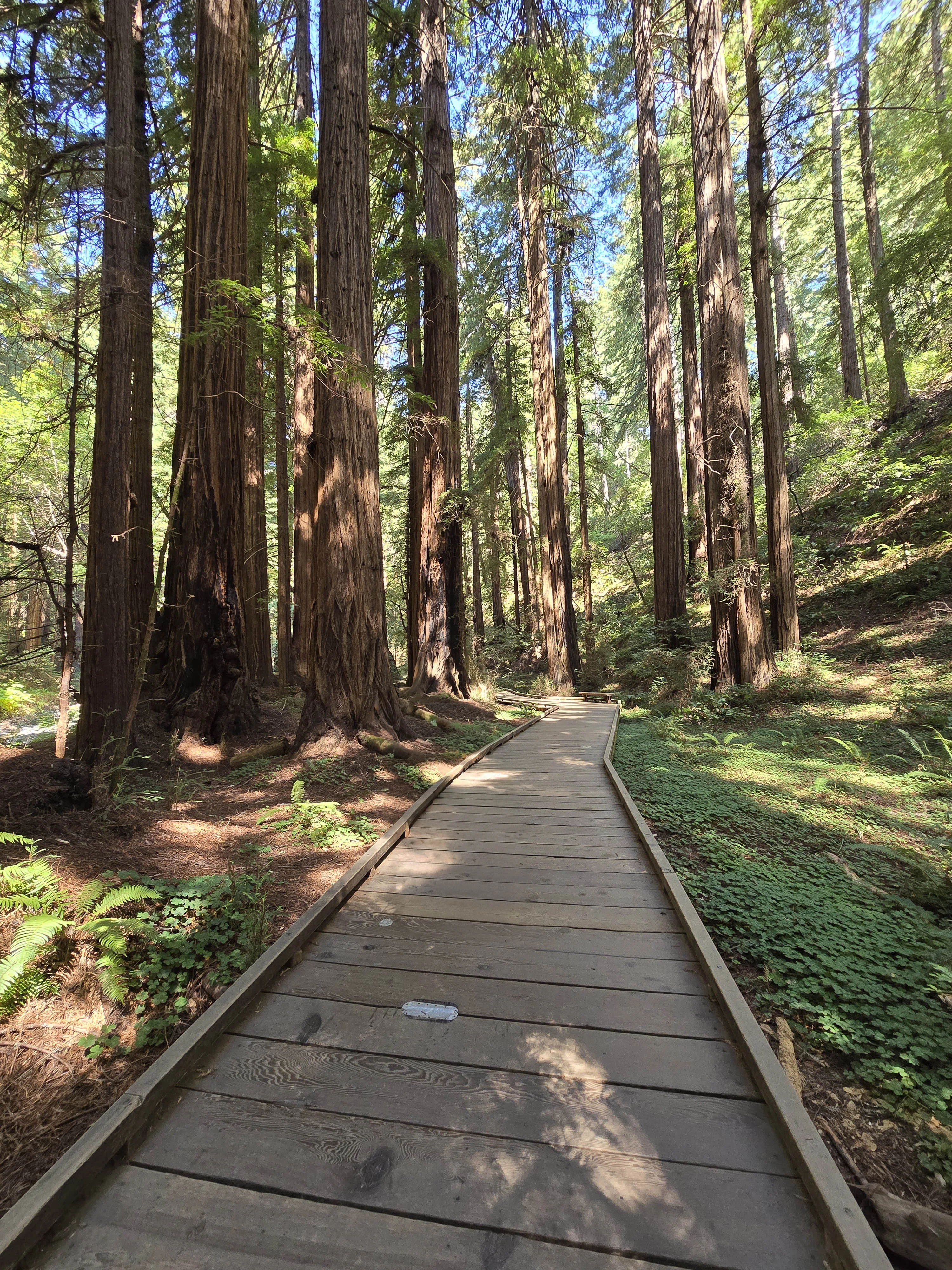 Muir Woods