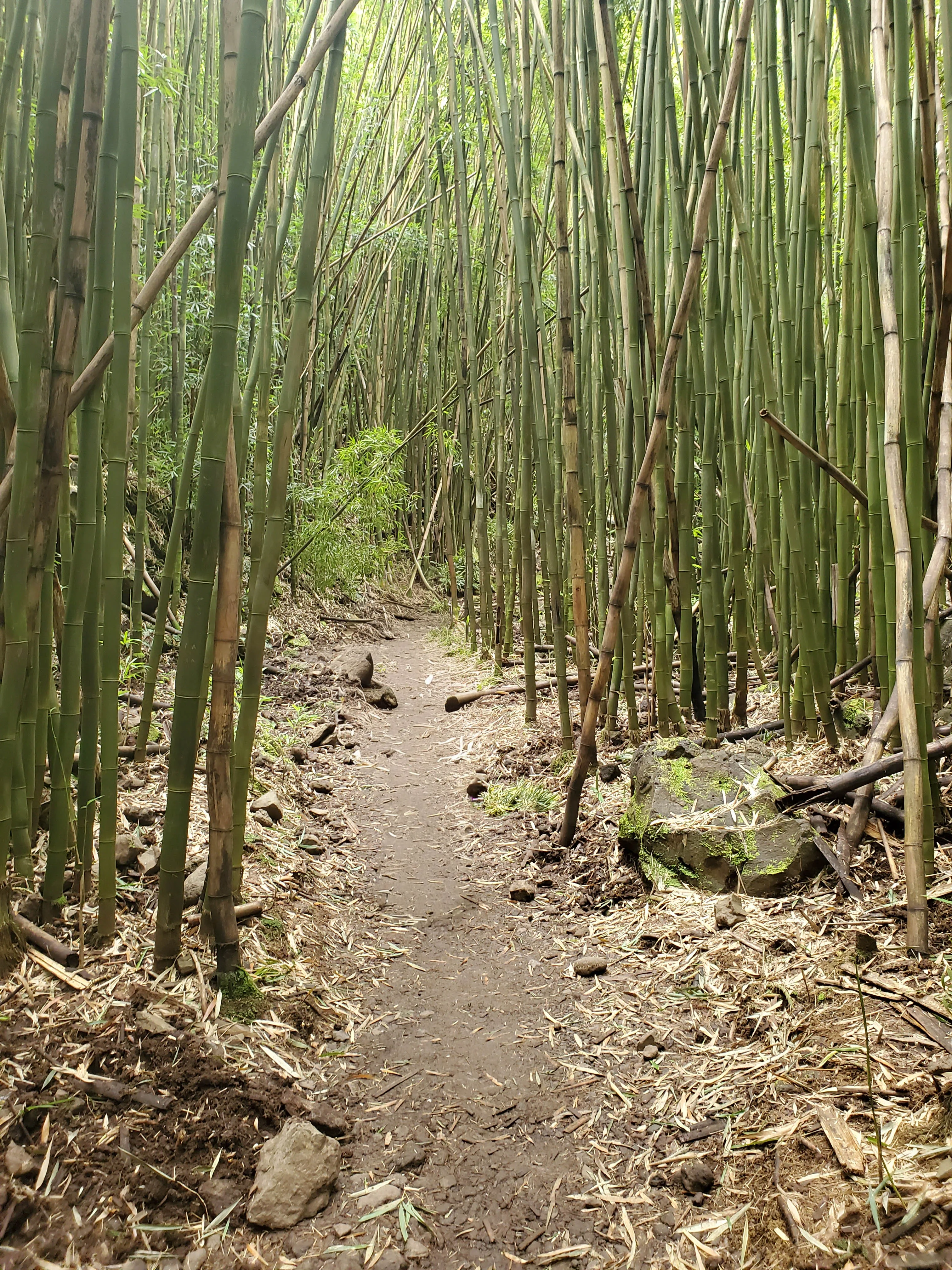 Pipiwai Trail
