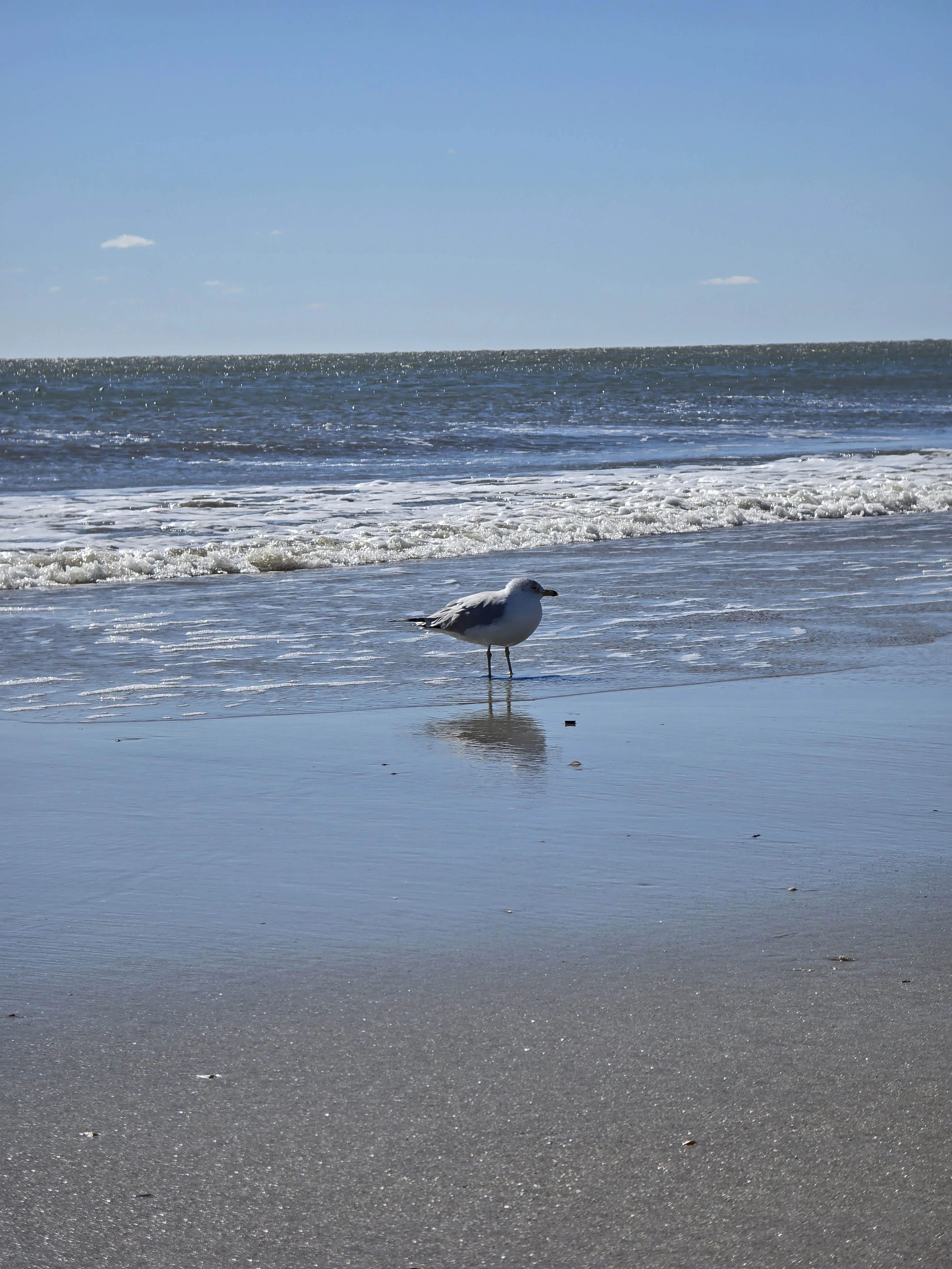 tybee island gull
