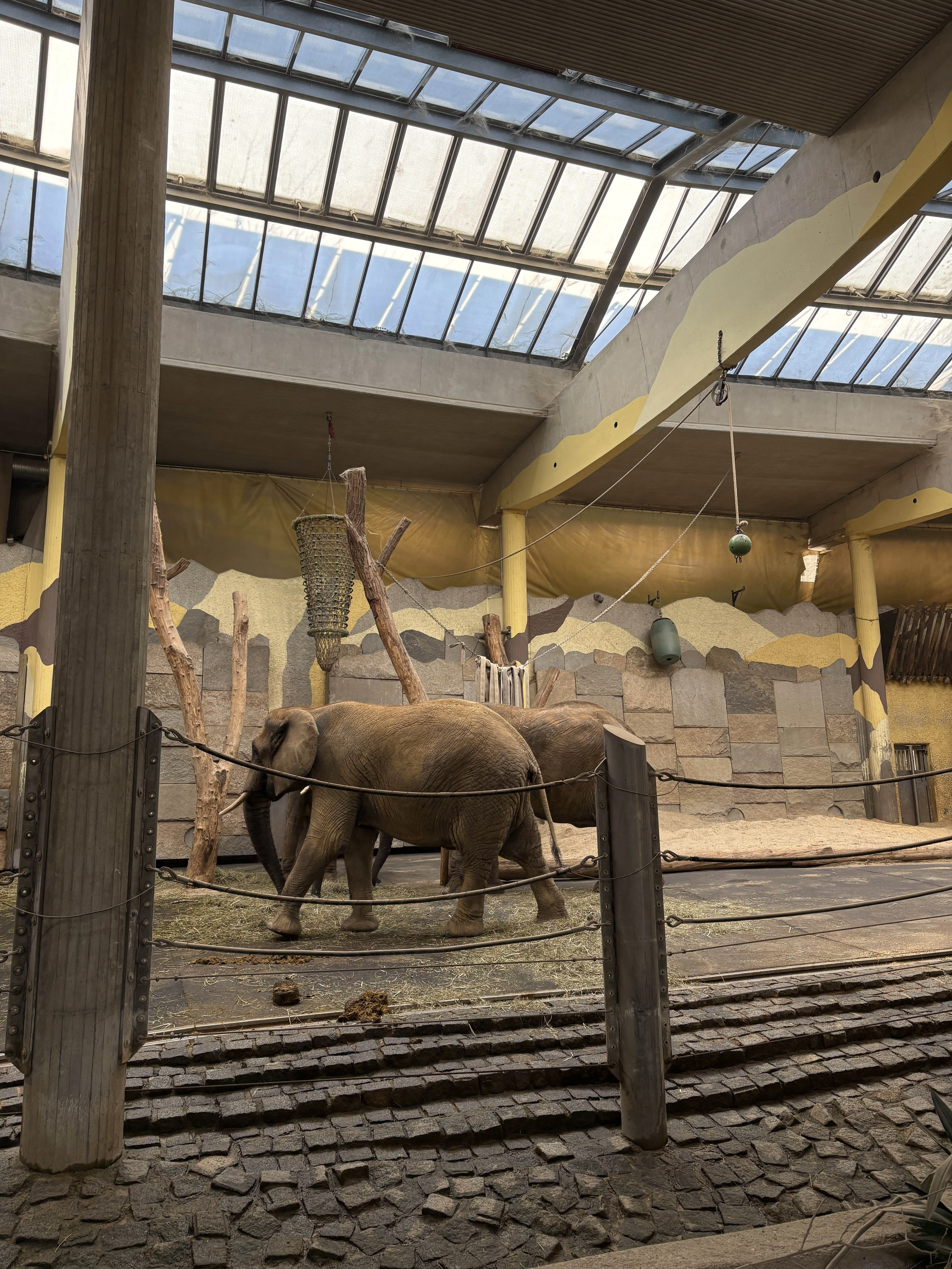 Schönbrunn Zoo elephants
