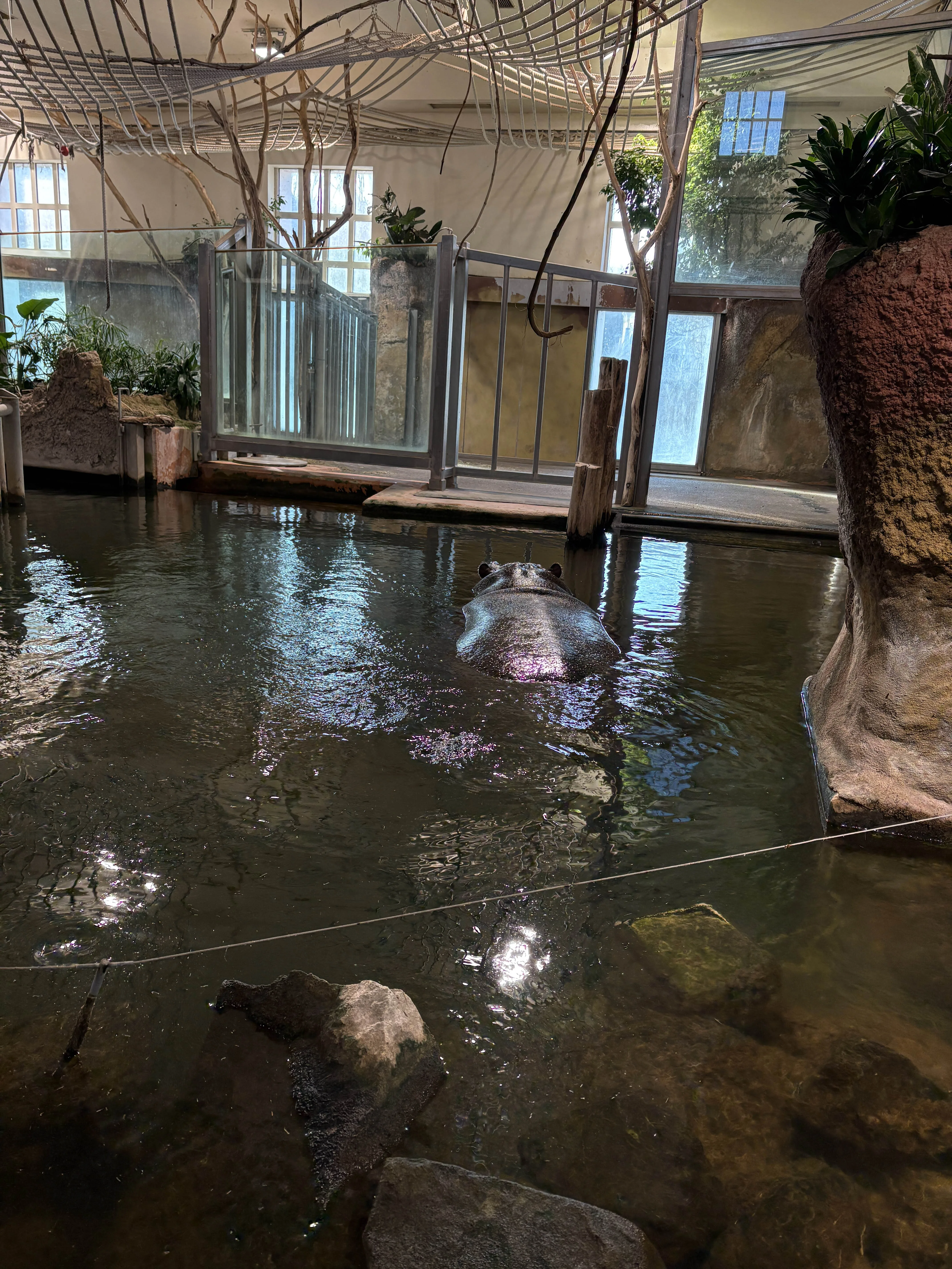 Schönbrunn Zoo hippo