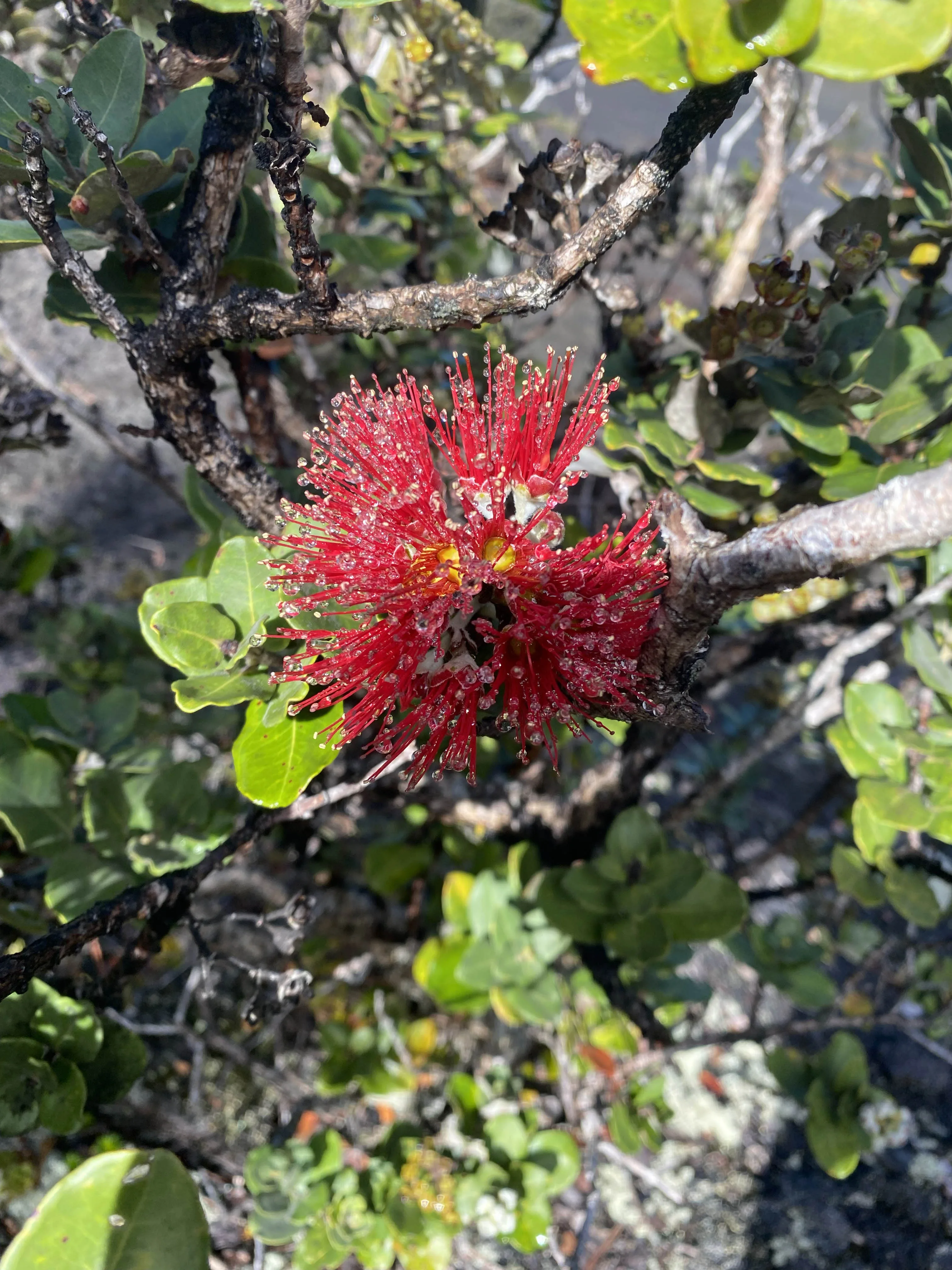 Hawaii Volcanoes National Park